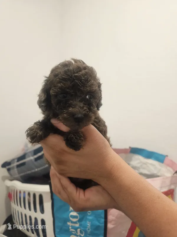 Toy Poodle merle Girl  – Poodle - Toy  puppy for sale in San Antonio, TX