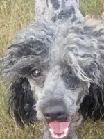 Marlin , a male Poodle - Miniature  for sale in San Antonio, TX – 6 of 6