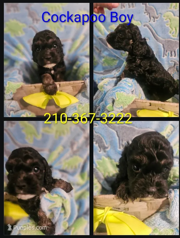 Cockapoo Tri color male  – Cockapoo puppy for sale in San Antonio, TX