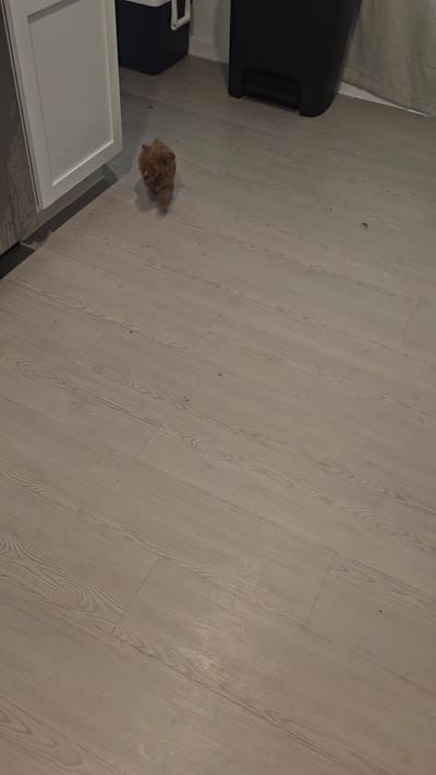 🩵 Toy Poodle Red, a male Poodle - Toy  for sale in San Antonio, TX – 6 of 6