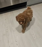 🩵 Toy Poodle Red, a male Poodle - Toy  for sale in San Antonio, TX – 4 of 6