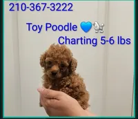 🩵 Toy Poodle Red, a male Poodle - Toy  for sale in San Antonio, TX – 5 of 6