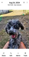 Marlin , a male Poodle - Miniature  for sale in San Antonio, TX – 2 of 6