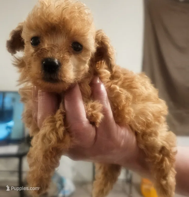 🩷 Apricot Toy Poodle  – Poodle - Toy  puppy for sale in San Antonio, TX