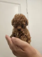 Toy Boy Red/Apricot , a male Poodle - Toy  for sale in San Antonio, TX – 2 of 2