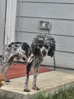Marlin , a male Poodle - Miniature  for sale in San Antonio, TX – 5 of 6
