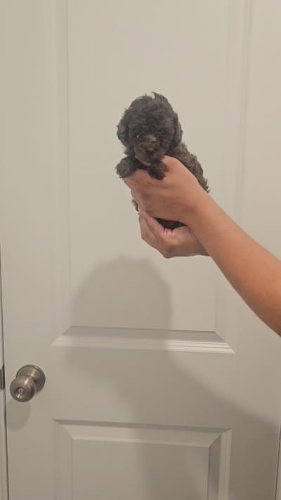 Toy Poodle merle Girl , a female Poodle - Toy  for sale in San Antonio, TX – 2 of 2