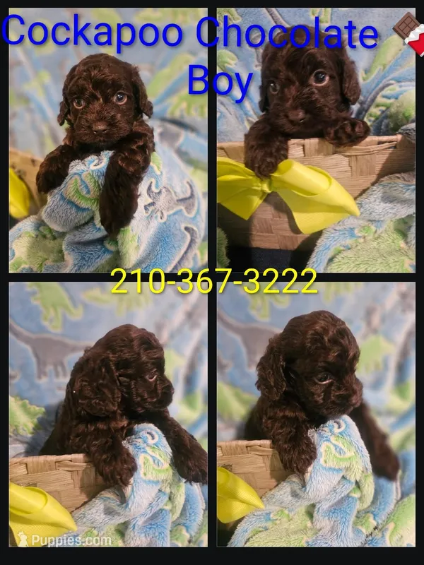 Cockapoo Chocolate  – Cockapoo puppy for sale in San Antonio, TX