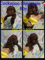 Cockapoo Chocolate , a male Cockapoo for sale in San Antonio, TX – 1 of 1