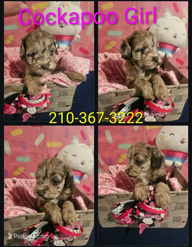 Cockapoo Female Merle – Cockapoo puppy for sale in San Antonio, TX
