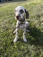 Bitsy - AKC LUA Female, a female Dalmatian for sale in Jacksonville, NC – 2 of 10