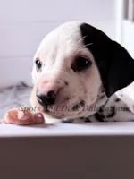 Blair - AKC HUA Female, a female Dalmatian for sale in Jacksonville, NC – Photo 4 of 10