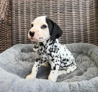 Blair - AKC HUA Female, a female Dalmatian for sale in Jacksonville, NC – Photo 2 of 10
