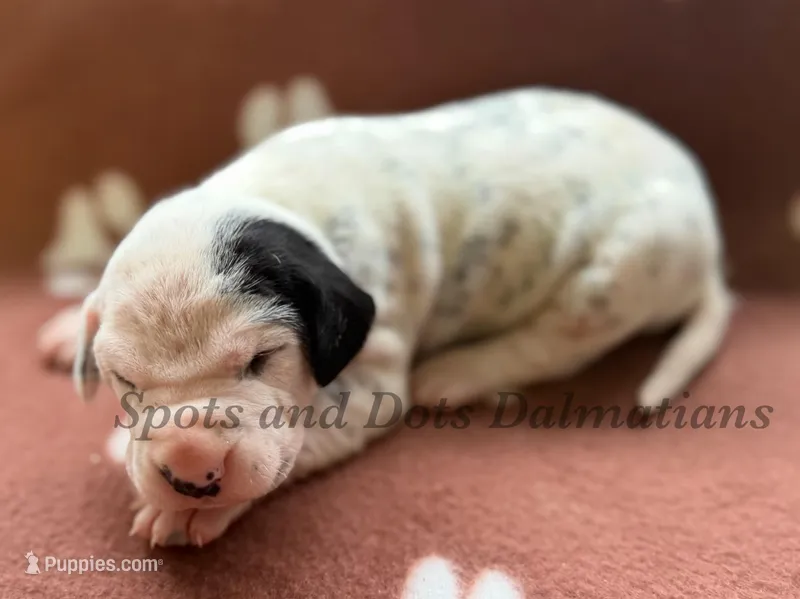 Blair - AKC Female, a female Dalmatian for sale in Jacksonville, NC – Photo 1 of 4