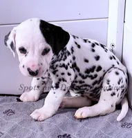 Blair - AKC HUA Female, a female Dalmatian for sale in Jacksonville, NC – Photo 6 of 10