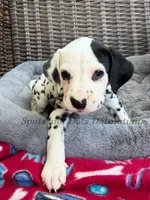 Blair - AKC HUA Female, a female Dalmatian for sale in Jacksonville, NC – Photo 3 of 10