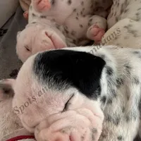 Blair - AKC HUA Female, a female Dalmatian for sale in Jacksonville, NC – Photo 9 of 10