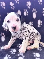 Blair - AKC HUA Female, a female Dalmatian for sale in Jacksonville, NC – Photo 5 of 10