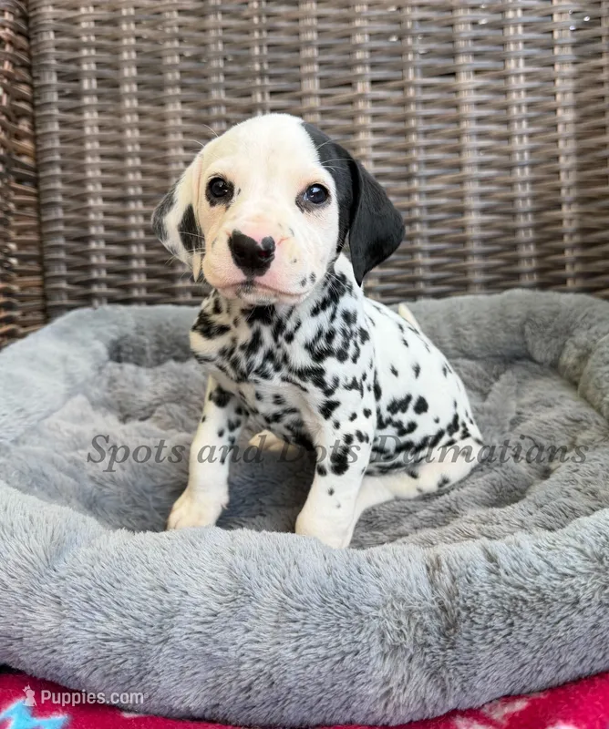 Blair - AKC HUA Female – Dalmatian puppy for sale in Jacksonville, NC