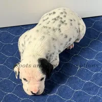 Blair - AKC HUA Female, a female Dalmatian for sale in Jacksonville, NC – Photo 8 of 10