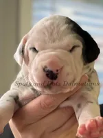 Blair - AKC Female, a female Dalmatian for sale in Jacksonville, NC – Photo 2 of 4