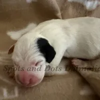 Blair - AKC HUA Female, a female Dalmatian for sale in Jacksonville, NC – Photo 10 of 10