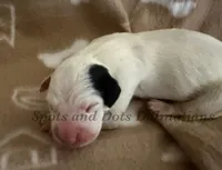 Blair - AKC Female, a female Dalmatian for sale in Jacksonville, NC – Photo 3 of 4