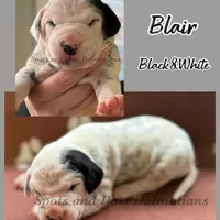 Blair - AKC HUA Female, a female Dalmatian for sale in Jacksonville, NC – Photo 7 of 10