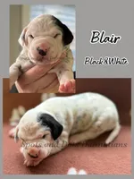 Blair - AKC Female, a female Dalmatian for sale in Jacksonville, NC – Photo 4 of 4