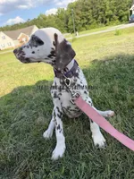 Bitsy - AKC LUA Female, a female Dalmatian for sale in Jacksonville, NC – 9 of 10