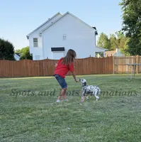 Bree - AKC LUA Female, a female Dalmatian for sale in Jacksonville, NC – 4 of 7