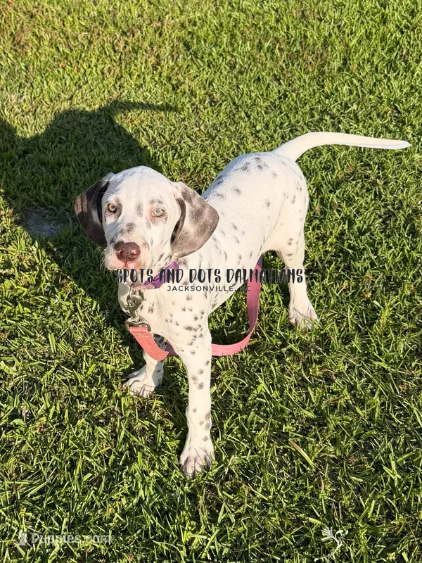 Bo - AKC LUA Male – Dalmatian puppy for sale in Jacksonville, NC