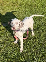 Bo - AKC LUA Male, a male Dalmatian for sale in Jacksonville, NC – 1 of 7