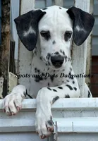 Jesse, a male Dalmatian for sale in Jacksonville, NC – 6 of 6