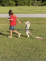 Brynn - AKC LUA Female, a female Dalmatian for sale in Jacksonville, NC – 6 of 8