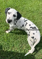 Flash, a male Dalmatian for sale in Jacksonville, NC – 6 of 6