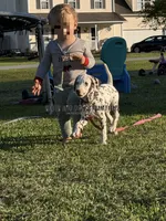 Brynn - AKC LUA Female, a female Dalmatian for sale in Jacksonville, NC – 5 of 8