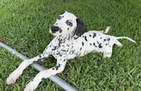 Flash, a male Dalmatian for sale in Jacksonville, NC – 4 of 6