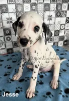 Jesse, a male Dalmatian for sale in Jacksonville, NC – 1 of 2