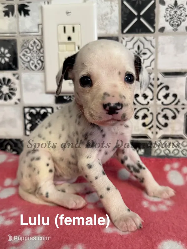 Lulu – Dalmatian puppy for sale in Jacksonville, NC