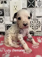 Lulu, a female Dalmatian for sale in Jacksonville, NC – 1 of 1