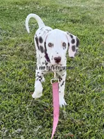 Brynn - AKC LUA Female, a female Dalmatian for sale in Jacksonville, NC – 4 of 8