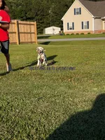 Brynn - AKC LUA Female, a female Dalmatian for sale in Jacksonville, NC – 3 of 8
