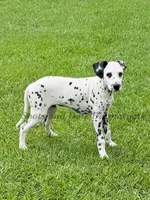 Jesse, a male Dalmatian for sale in Jacksonville, NC – 4 of 6