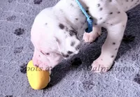 Bacon - AKC LUA Female, a female Dalmatian for sale in Jacksonville, NC – Photo 6 of 10