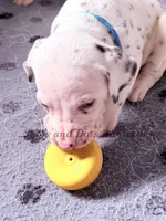 Bacon - AKC LUA Female, a female Dalmatian for sale in Jacksonville, NC – Photo 5 of 10