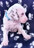 Bacon - AKC LUA Female, a female Dalmatian for sale in Jacksonville, NC – Photo 4 of 10