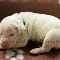 Bacon - AKC LUA Female, a female Dalmatian for sale in Jacksonville, NC – Photo 7 of 10