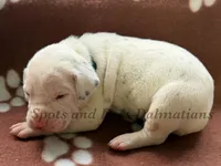 Bacon - AKC Female, a female Dalmatian for sale in Jacksonville, NC – Photo 1 of 4