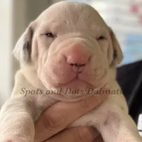 Bacon - AKC LUA Female, a female Dalmatian for sale in Jacksonville, NC – Photo 9 of 10